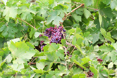 برداشت انگور از باغات استان قم