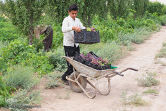 برداشت انگور از باغات استان قم