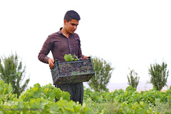 برداشت انگور از باغات استان قم