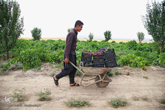 برداشت انگور از باغات استان قم