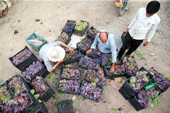 برداشت انگور از باغات استان قم