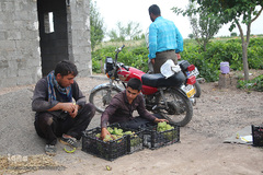 برداشت انگور از باغات استان قم