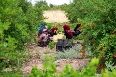 برداشت انگور از باغات استان قم