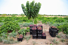 برداشت انگور از باغات استان قم