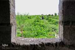 برداشت انگور از باغات استان قم