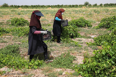 برداشت انگور از باغات استان قم