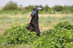 برداشت انگور از باغات استان قم