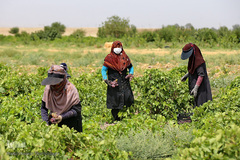 برداشت انگور از باغات استان قم