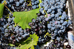 برداشت انگور از باغات استان قم