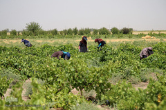 برداشت انگور از باغات استان قم