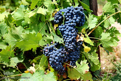 برداشت انگور از باغات استان قم