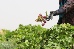 برداشت انگور از باغات استان قم