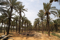 نهرهای بی‌آب، نخل‌های بی‌سر