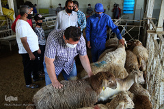 بازار عرضه دام سبک «آزادگان» شهرداری تهران در عید سعید قربان
