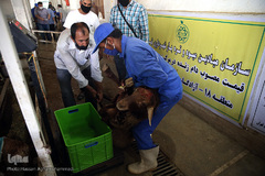 بازار عرضه دام سبک «آزادگان» شهرداری تهران در عید سعید قربان