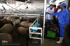 بازار عرضه دام سبک «آزادگان» شهرداری تهران در عید سعید قربان
