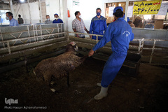بازار عرضه دام سبک «آزادگان» شهرداری تهران در عید سعید قربان