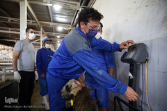 بازار عرضه دام سبک «آزادگان» شهرداری تهران در عید سعید قربان