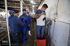 بازار عرضه دام سبک «آزادگان» شهرداری تهران در عید سعید قربان
