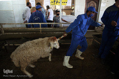 بازار عرضه دام سبک «آزادگان» شهرداری تهران در عید سعید قربان