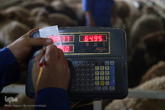 بازار عرضه دام سبک «آزادگان» شهرداری تهران در عید سعید قربان