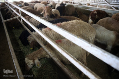 بازار عرضه دام سبک «آزادگان» شهرداری تهران در عید سعید قربان