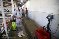 بازار عرضه دام سبک «آزادگان» شهرداری تهران در عید سعید قربان