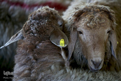 بازار عرضه دام سبک «آزادگان» شهرداری تهران در عید سعید قربان