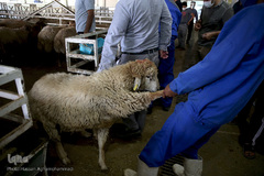 بازار عرضه دام سبک «آزادگان» شهرداری تهران در عید سعید قربان