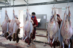 بازار عرضه دام سبک «آزادگان» شهرداری تهران در عید سعید قربان