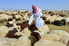 بازار فروش دام در عید سعید قربان کشورهای اسلامی