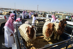 بازار فروش دام در عید سعید قربان کشورهای اسلامی