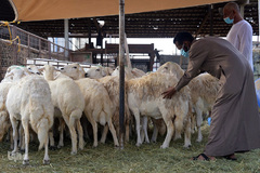 بازار فروش دام در عید سعید قربان کشورهای اسلامی