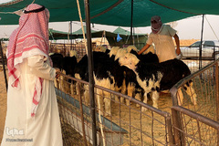 بازار فروش دام در عید سعید قربان کشورهای اسلامی