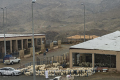 بازار فروش دام در عید سعید قربان کشورهای اسلامی