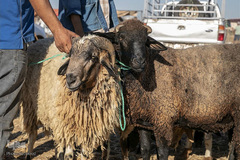 بازار فروش دام در عید سعید قربان کشورهای اسلامی