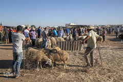 بازار فروش دام در عید سعید قربان کشورهای اسلامی