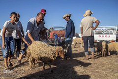 بازار فروش دام در عید سعید قربان کشورهای اسلامی