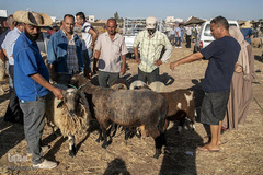بازار فروش دام در عید سعید قربان کشورهای اسلامی
