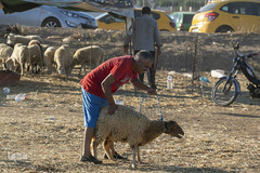 بازار فروش دام در عید سعید قربان کشورهای اسلامی
