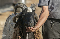 بازار فروش دام در عید سعید قربان کشورهای اسلامی