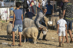 بازار فروش دام در عید سعید قربان کشورهای اسلامی