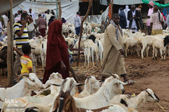 بازار فروش دام در عید سعید قربان کشورهای اسلامی