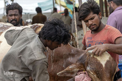 بازار فروش دام در عید سعید قربان کشورهای اسلامی