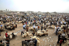 بازار فروش دام در عید سعید قربان کشورهای اسلامی