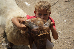 بازار فروش دام در عید سعید قربان کشورهای اسلامی