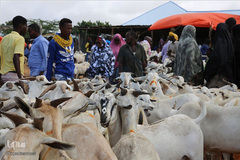 بازار فروش دام در عید سعید قربان کشورهای اسلامی