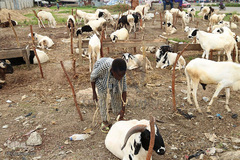 بازار فروش دام در عید سعید قربان کشورهای اسلامی