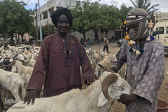 بازار فروش دام در عید سعید قربان کشورهای اسلامی