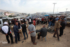 بازار فروش دام در عید سعید قربان کشورهای اسلامی